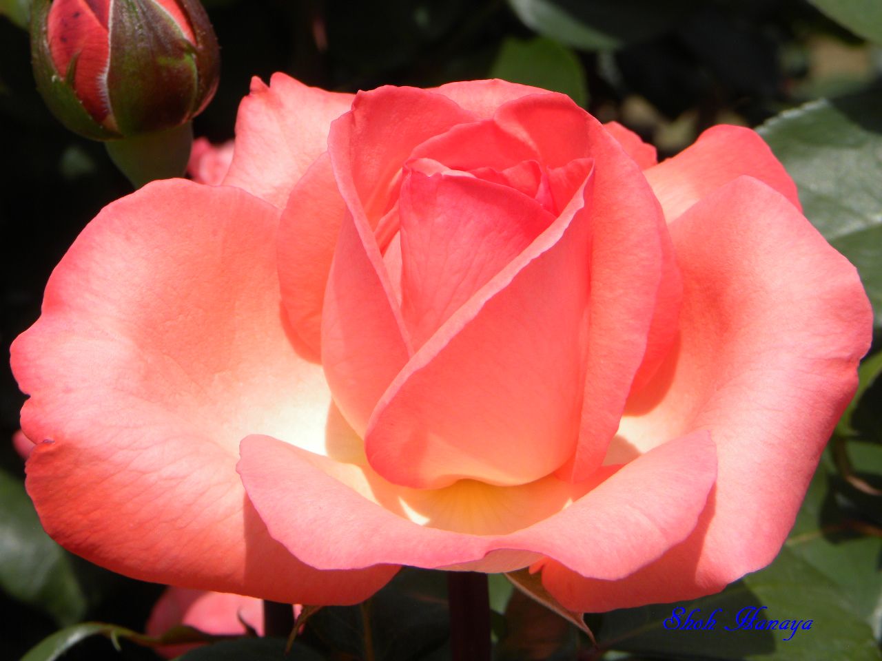 ピンク パンサー ジョン F ケネディ 神代植物公園のバラその６ 桜から四季の花まで 江戸東京散歩日記