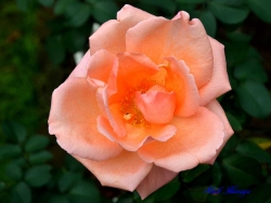 花音