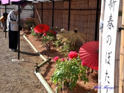 新春ボタン展