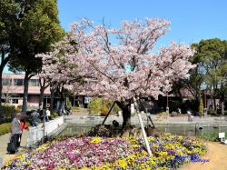 玉縄桜