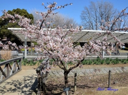 玉縄桜