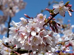 玉縄桜