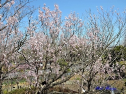 敬翁桜