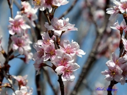 敬翁桜