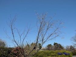 子福桜