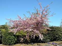 河津桜
