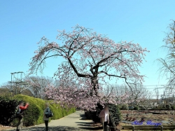 大寒桜