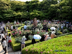 洋館前から見たバラ園の様子