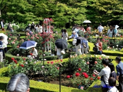 洋館前から見たバラ園の様子