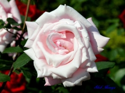 春芳