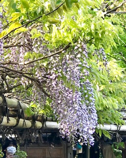 IMG_7125.jpg
