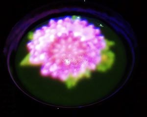 幻花亭