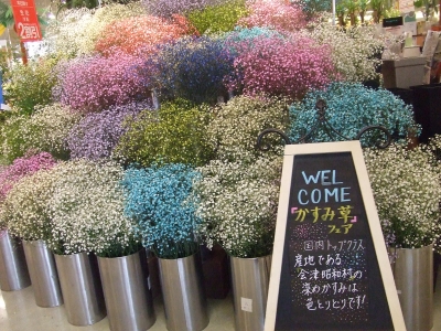 かすみ草フェアin郡山八山田店 ｶｽﾐ草