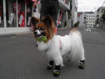 ごん太 看板犬 パピヨン