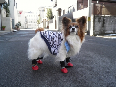 ごんちゃん長靴をはく
