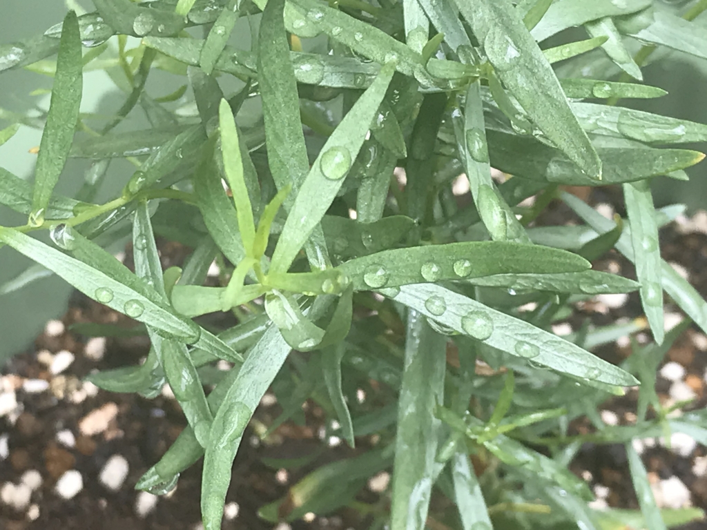 小満:しょうまん ( 二十四節気8番) camwacca ブログ