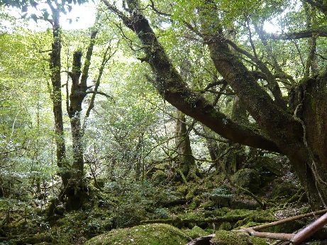 もののけの森