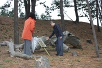 汐越の松