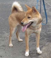 愛犬さくら