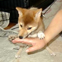 子さくら