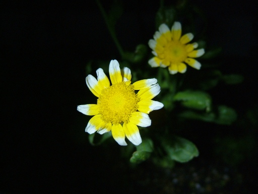 菊??