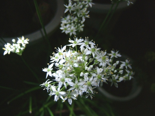 花火みたい。