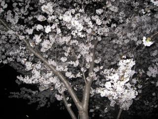 夜桜