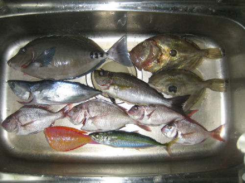 本日の釣果