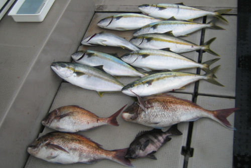 本日の釣果