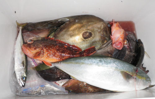 釣果2