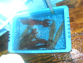 釣果