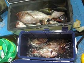 釣果2