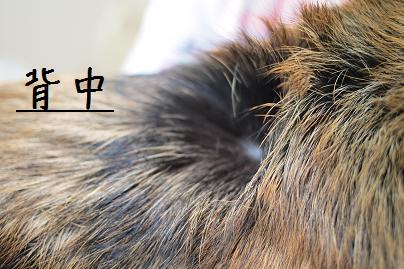 消毒しました、地肌見えてます