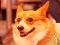 コナツちゃん