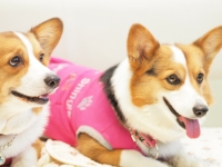 ダブルちゃんとシングルちゃん