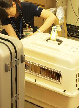 荷造り中
