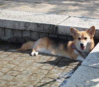 あついよ〜