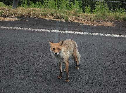 キタキツネ?