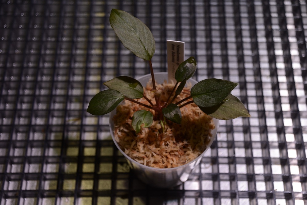 最終価格Homalomena sp SP Aceh collection（2021年10月1日入荷