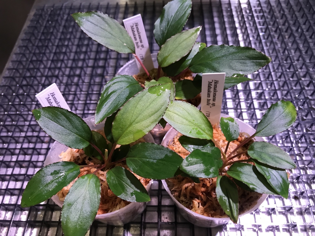 連休前の植物便！！ | DISCOVERYブログ