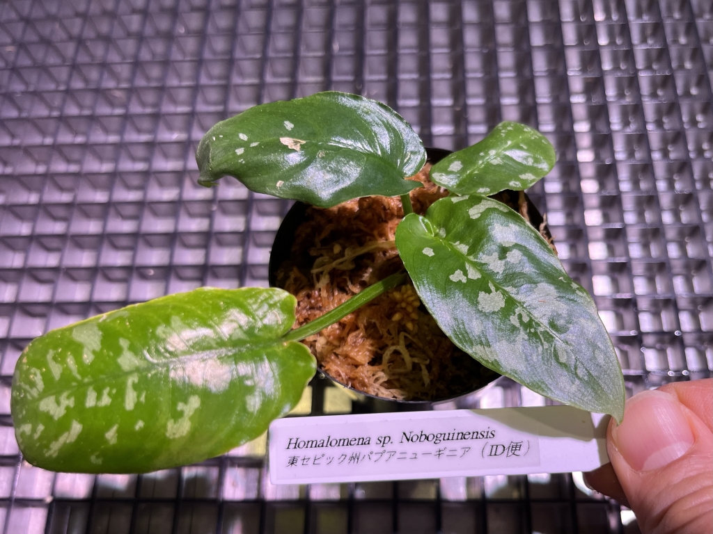 植物便入荷しました! | DISCOVERYブログ 植物便入荷しました! | DISCOVERYブログ