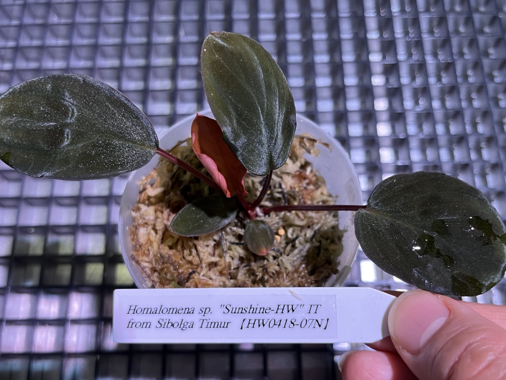 植物便入荷しました! | DISCOVERYブログ 植物便入荷しました! | DISCOVERYブログ