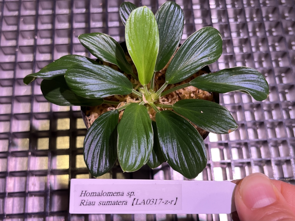 植物便入荷しました! | DISCOVERYブログ 植物便入荷しました! | DISCOVERYブログ