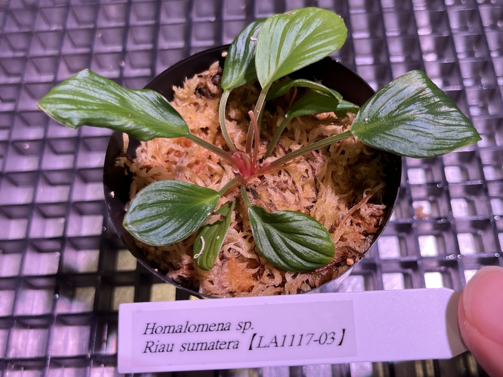 植物便入荷しました! | DISCOVERYブログ 植物便入荷しました! | DISCOVERYブログ