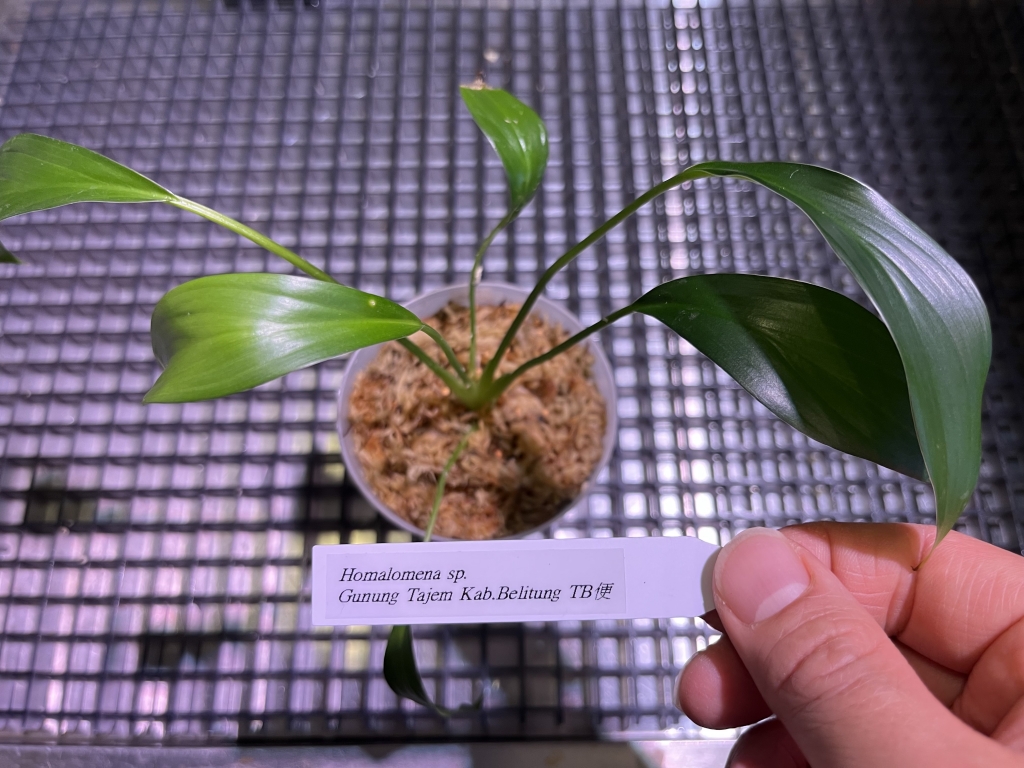 植物便入荷しました! | DISCOVERYブログ 植物便入荷しました! | DISCOVERYブログ