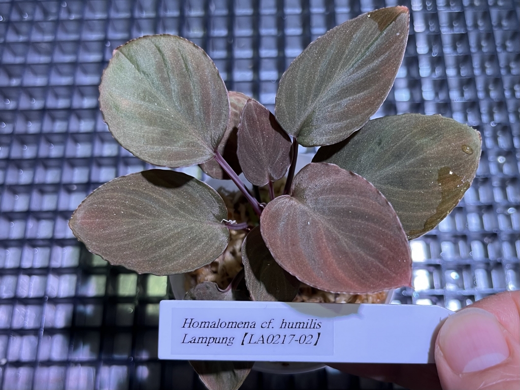 植物便入荷しました！ | DISCOVERYブログ