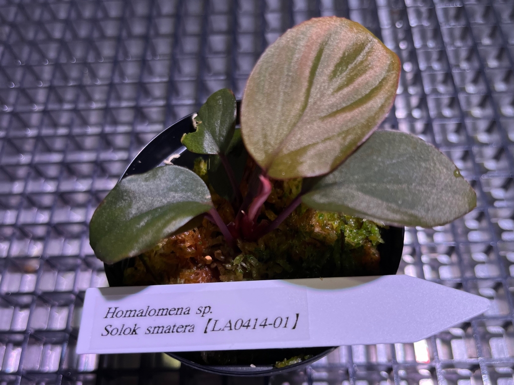 植物便入荷しました! | DISCOVERYブログ 植物便入荷しました! | DISCOVERYブログ