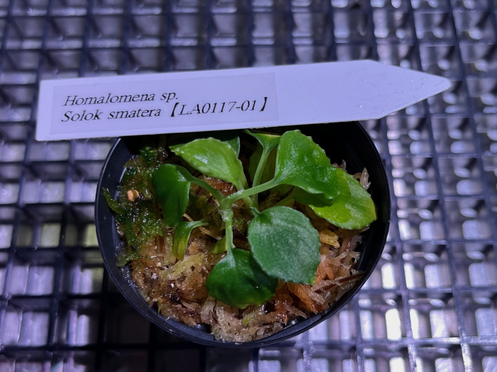 植物便入荷しました! | DISCOVERYブログ 植物便入荷しました! | DISCOVERYブログ