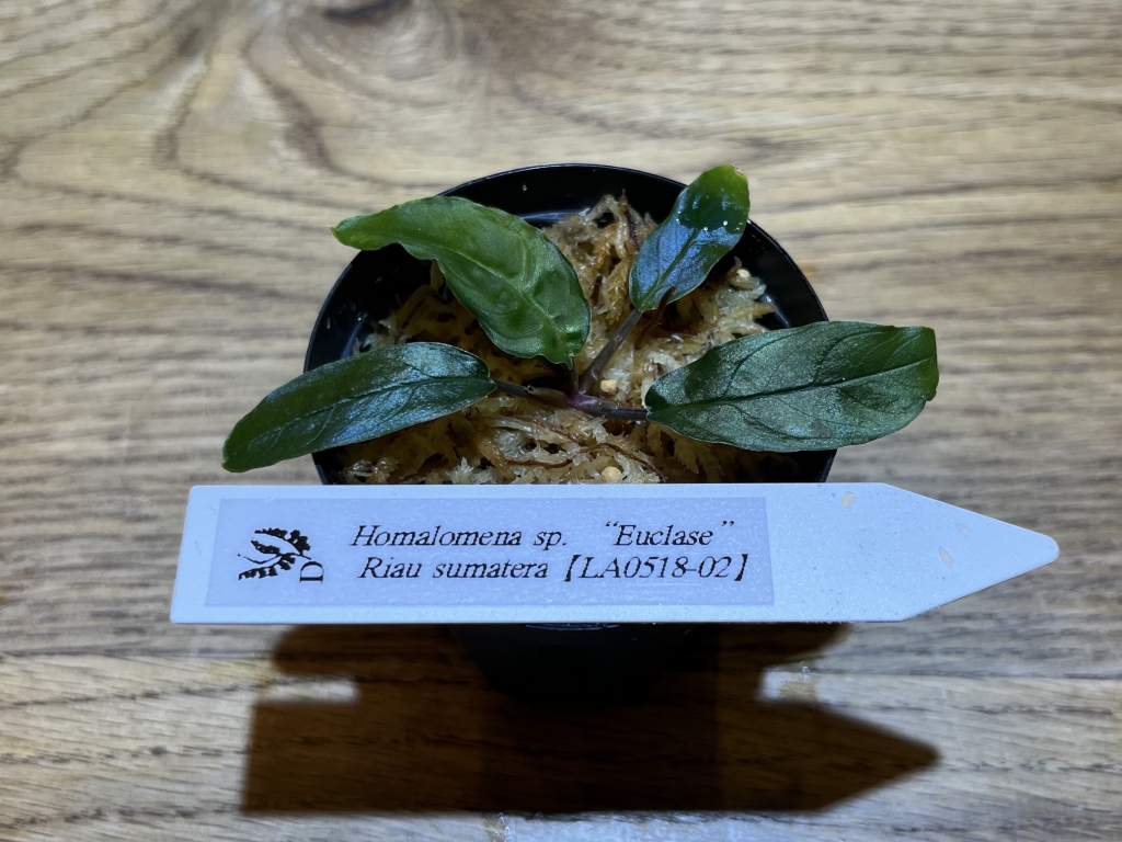 LA】ホマロメナsp.“Euclase” 【LA0518-02】 2023年6月23日入荷情報