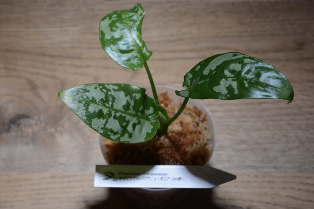 ホマロメナ3種 Yahoo!オークション -「ホマロメナ homalomena sp.」(その他